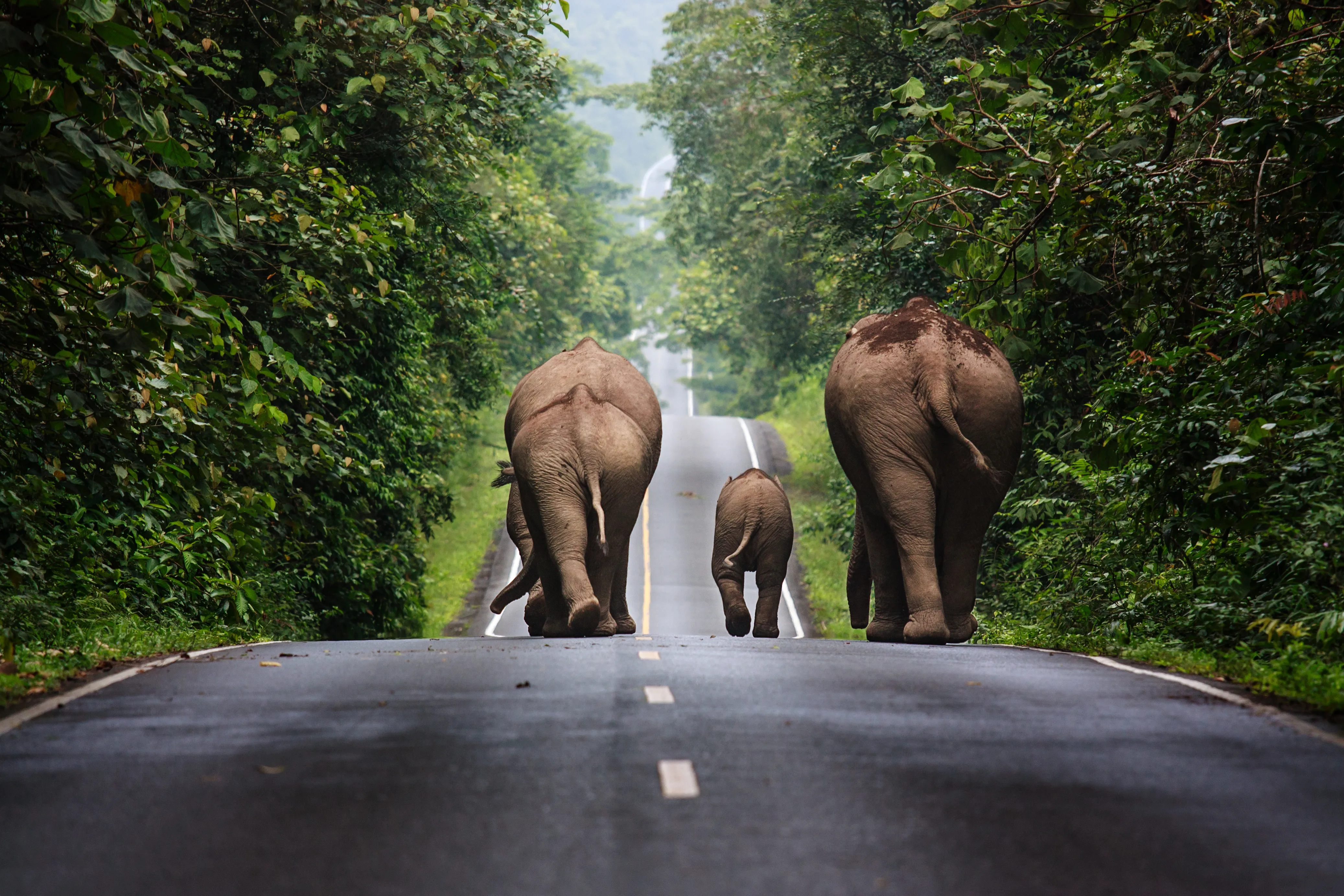 Khao Yai National Park