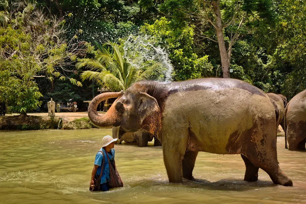 Green Elephant Sanctuary Park