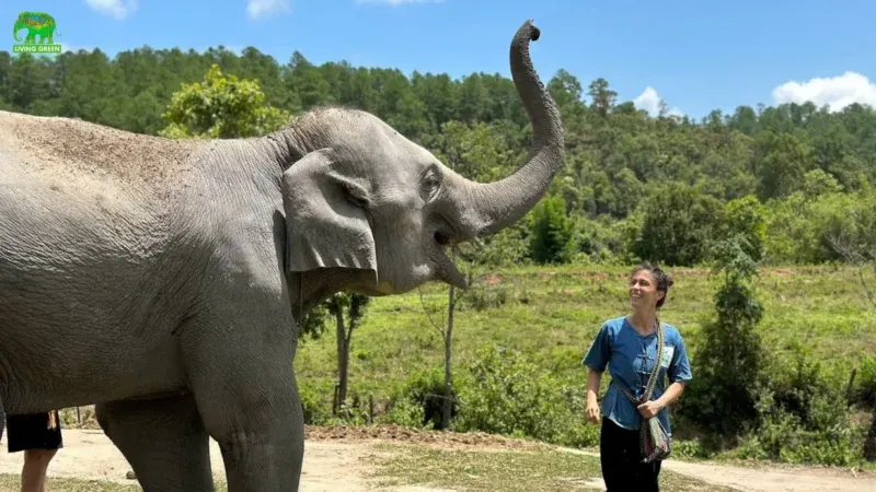 Living Green Elephant Sanctuary