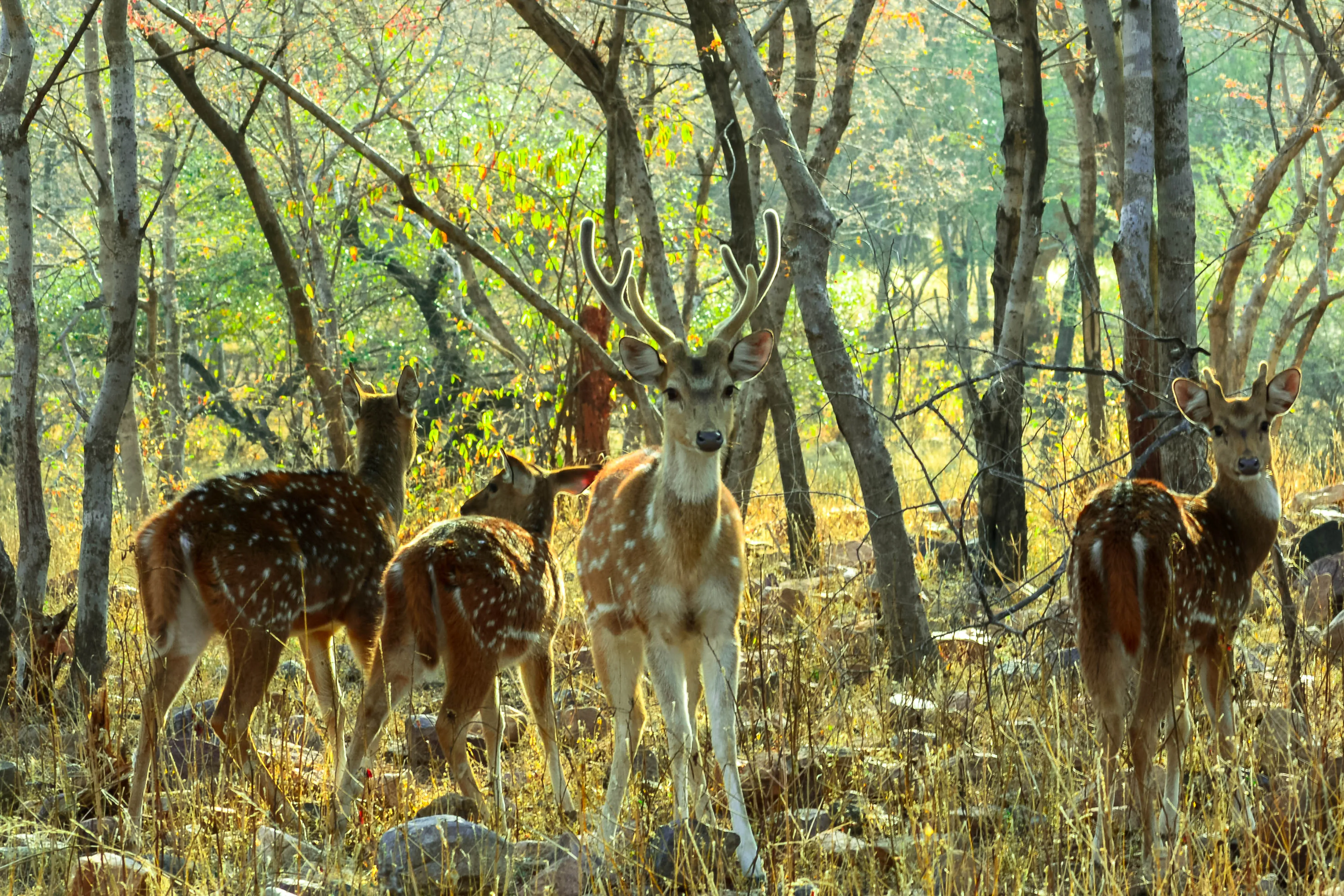 Dachigam National Park