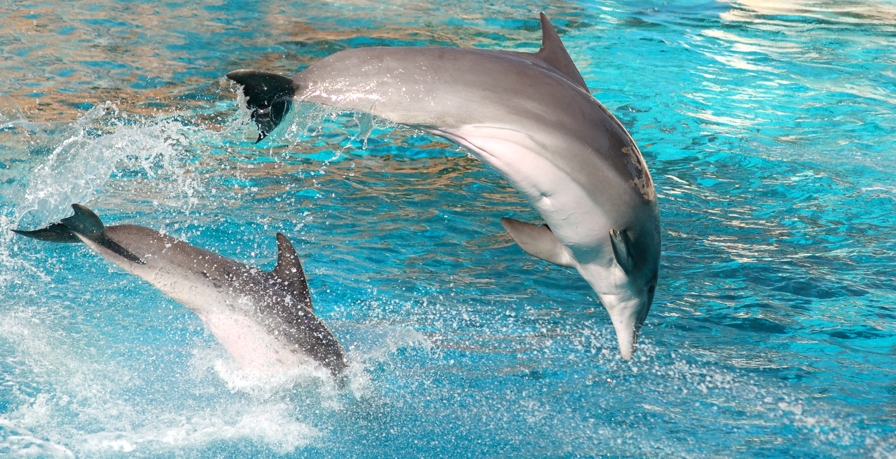 Dolphin Island