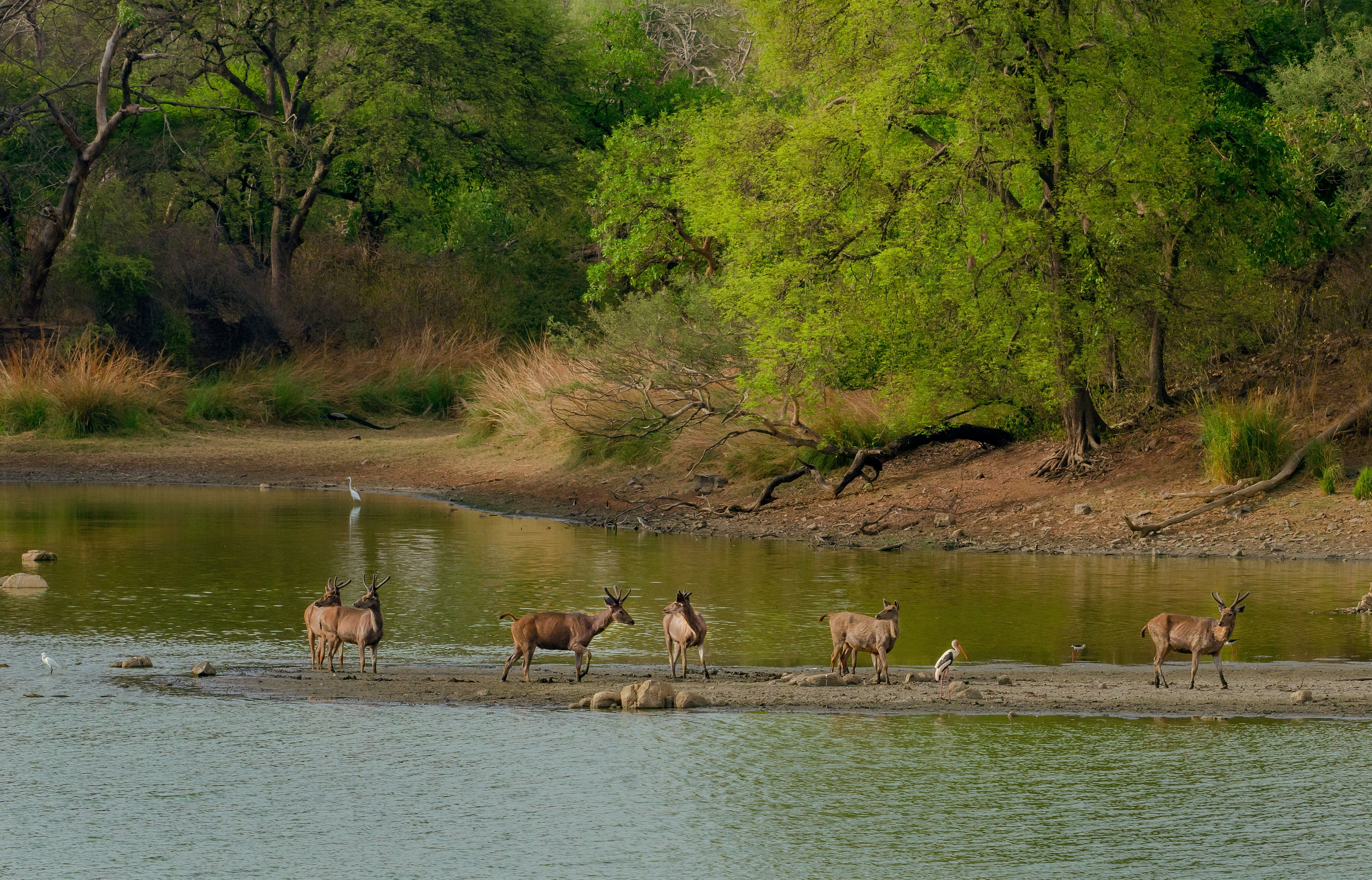 Nehru Zoological Park