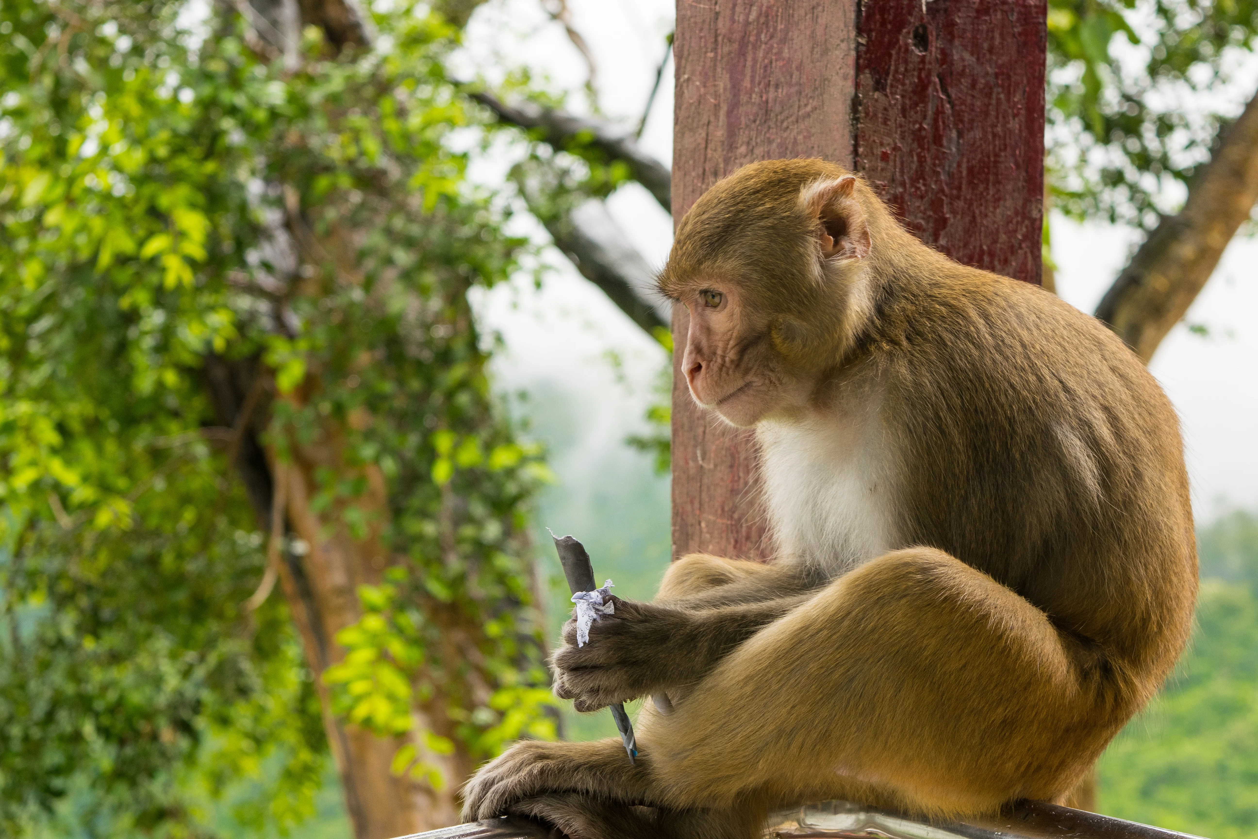 Monkey Beach