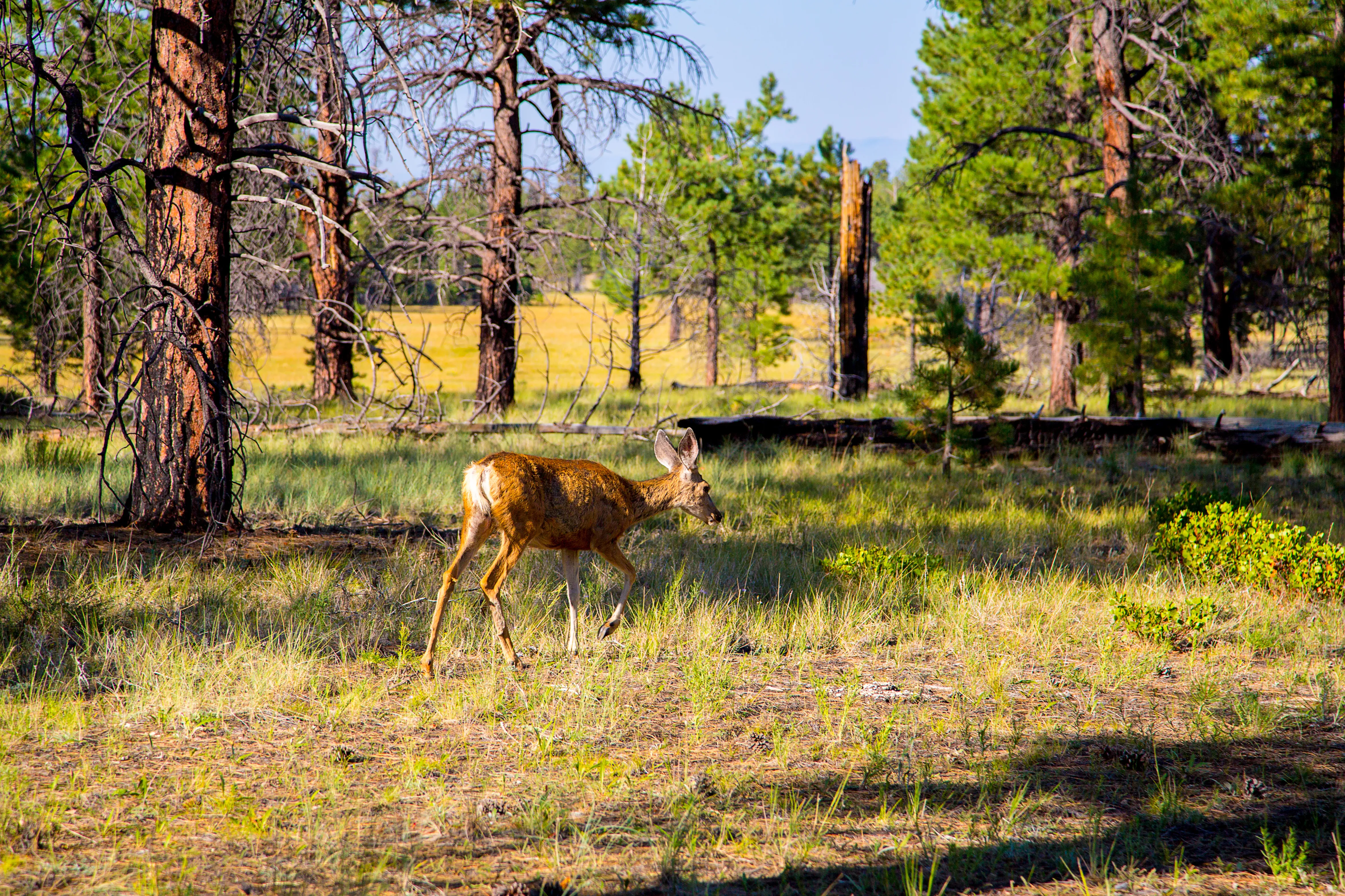 Deer Park