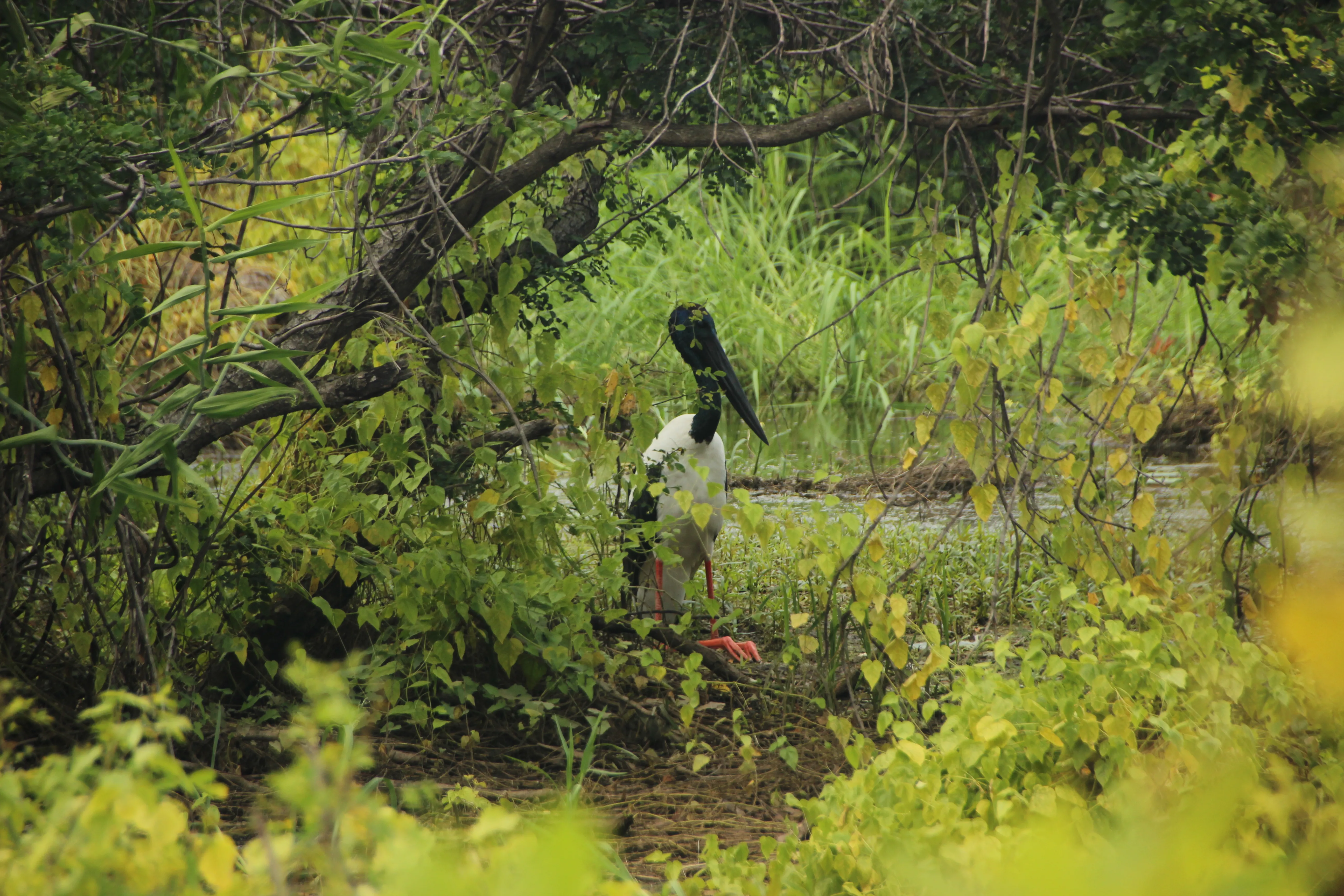 Cotigao Wildlife Sanctuary