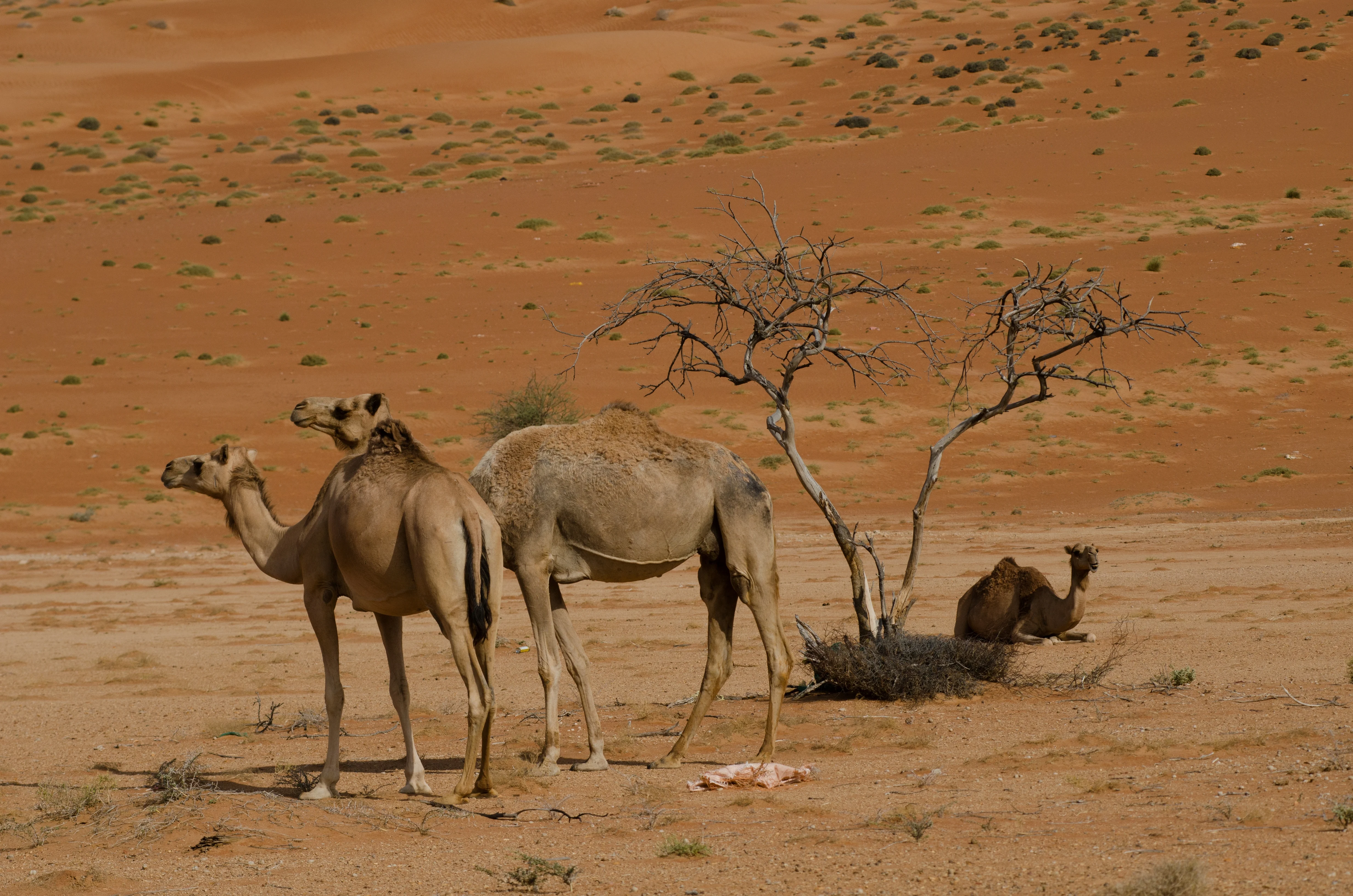 Desert National Park
