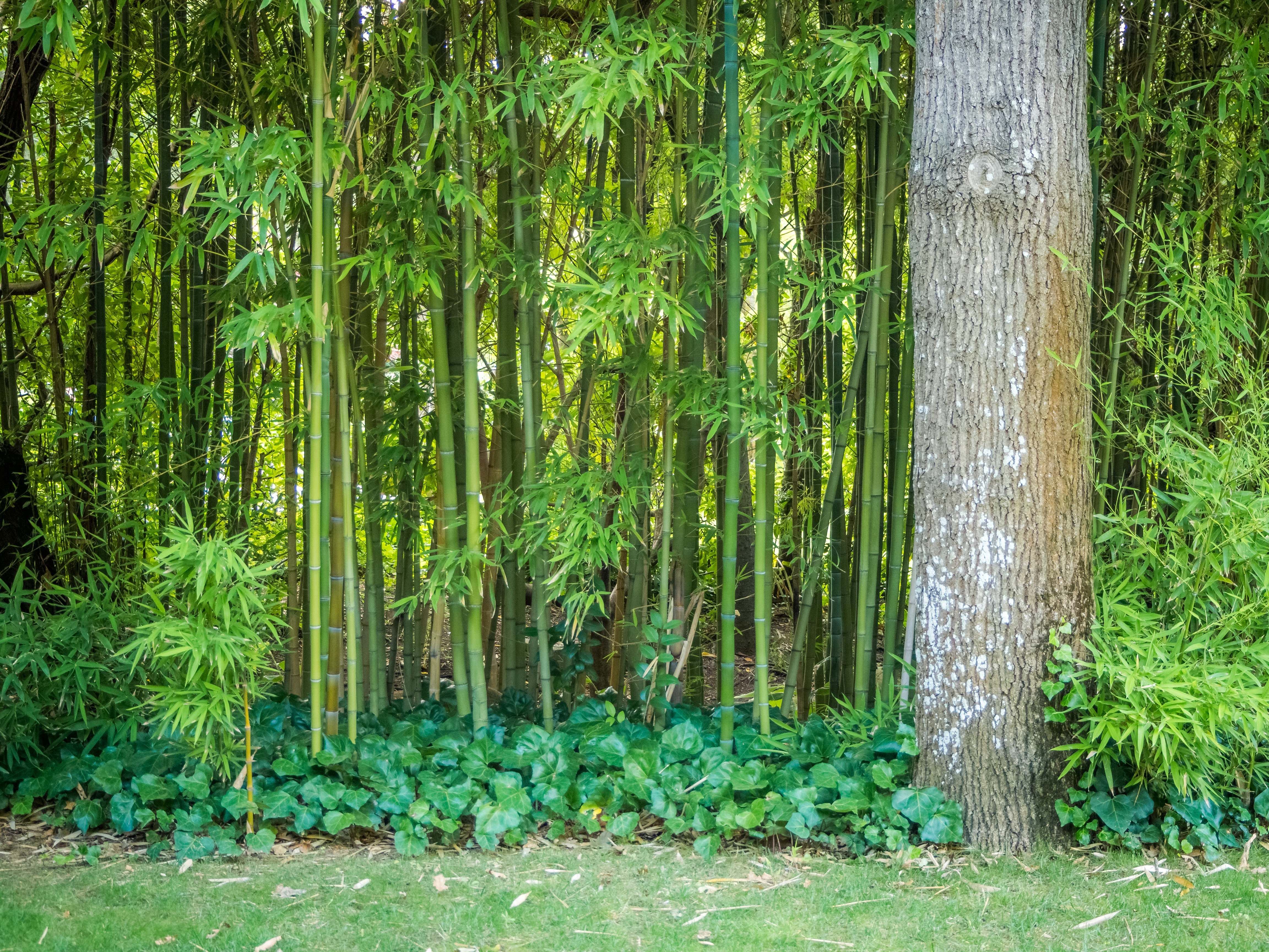 Bamboo Forest
