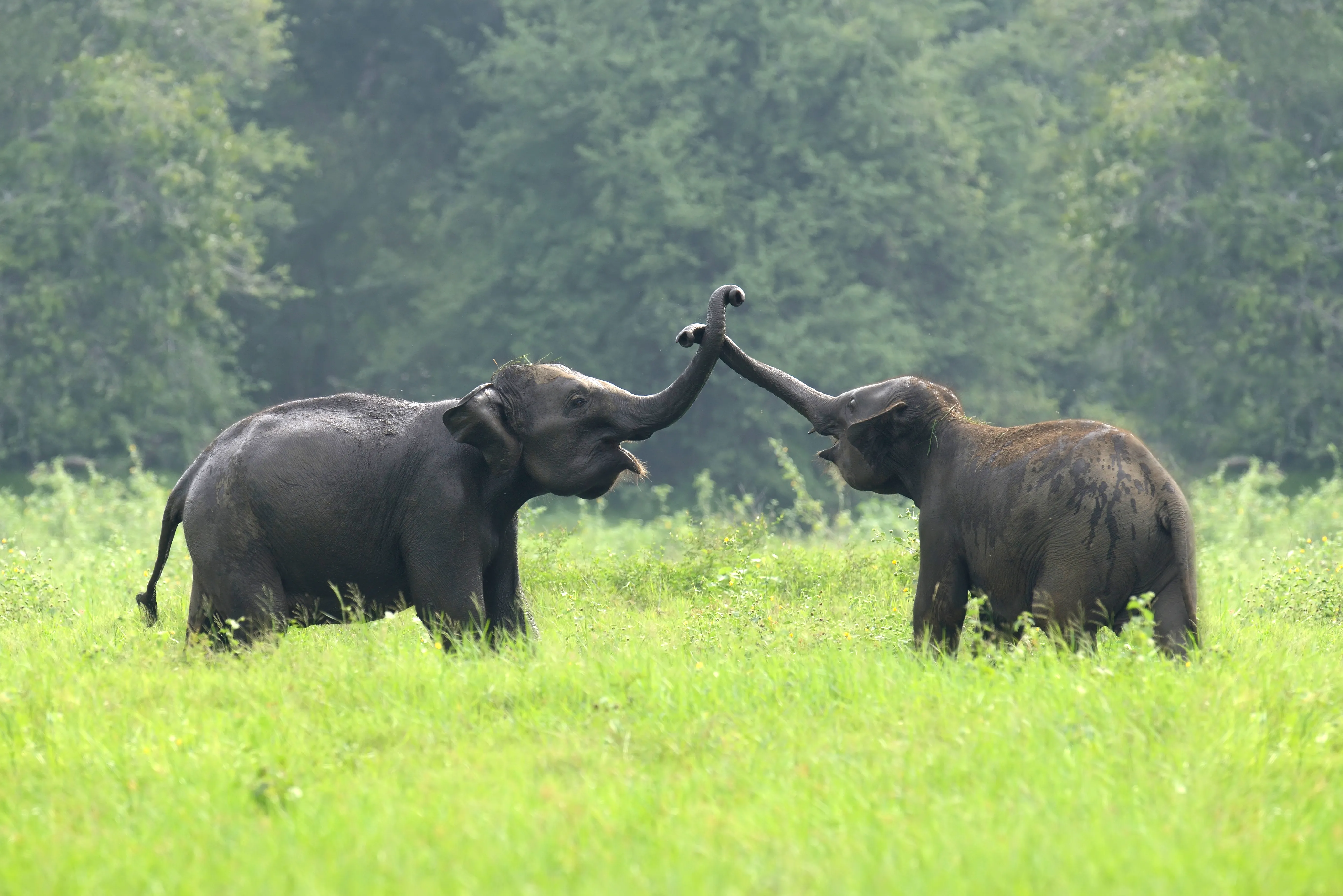 Elephant Junction