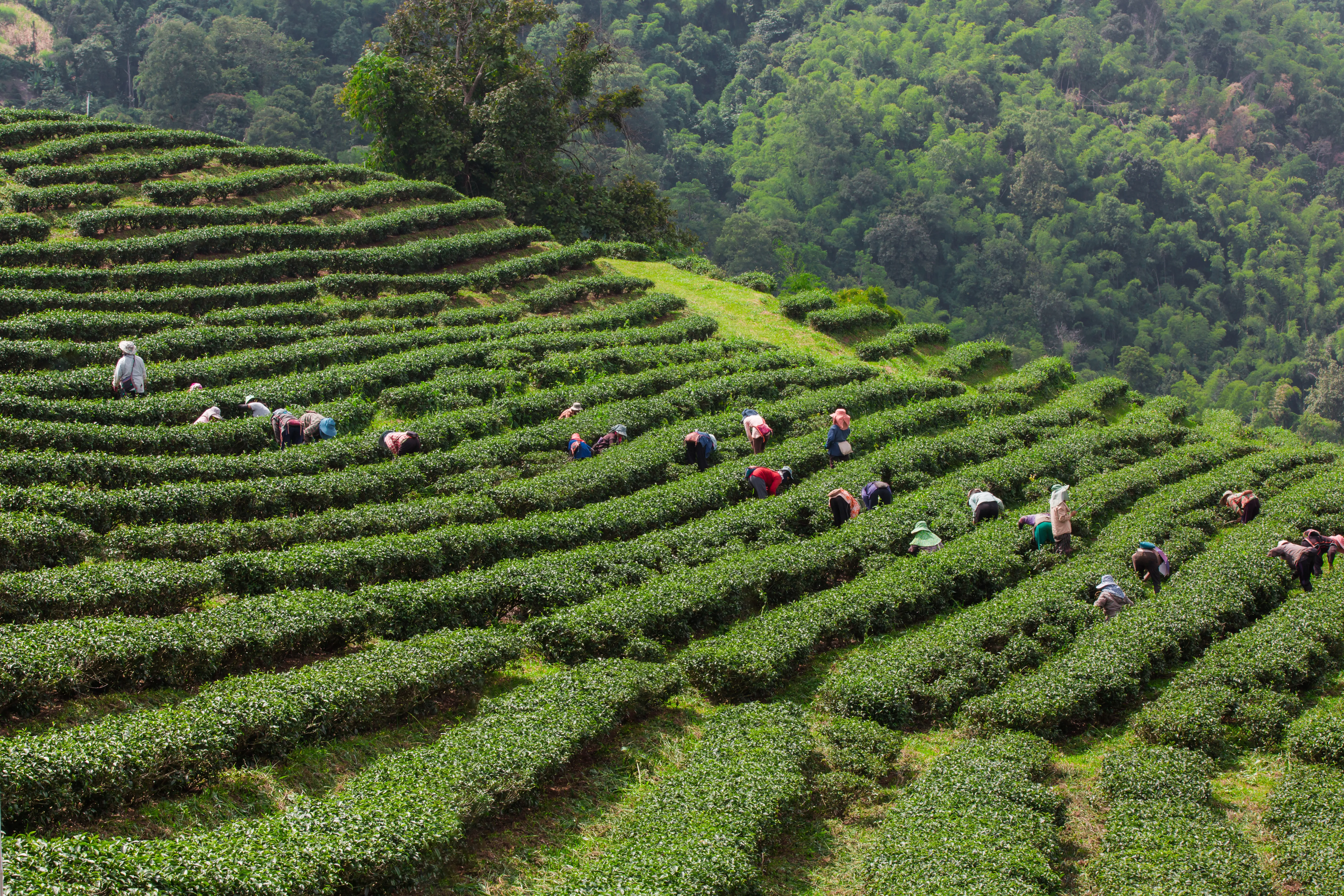 Tata Tea Museum