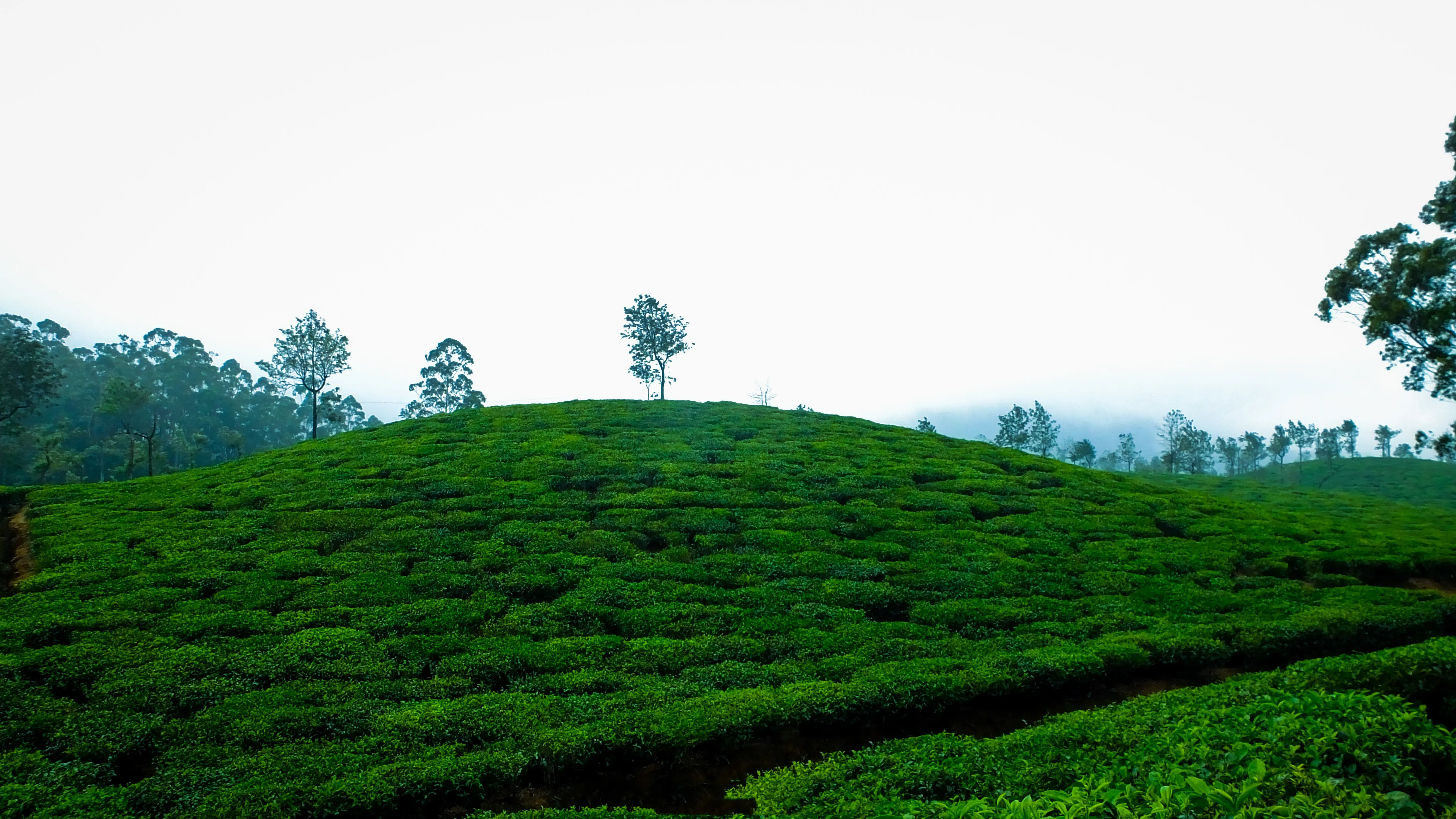 Anamudi