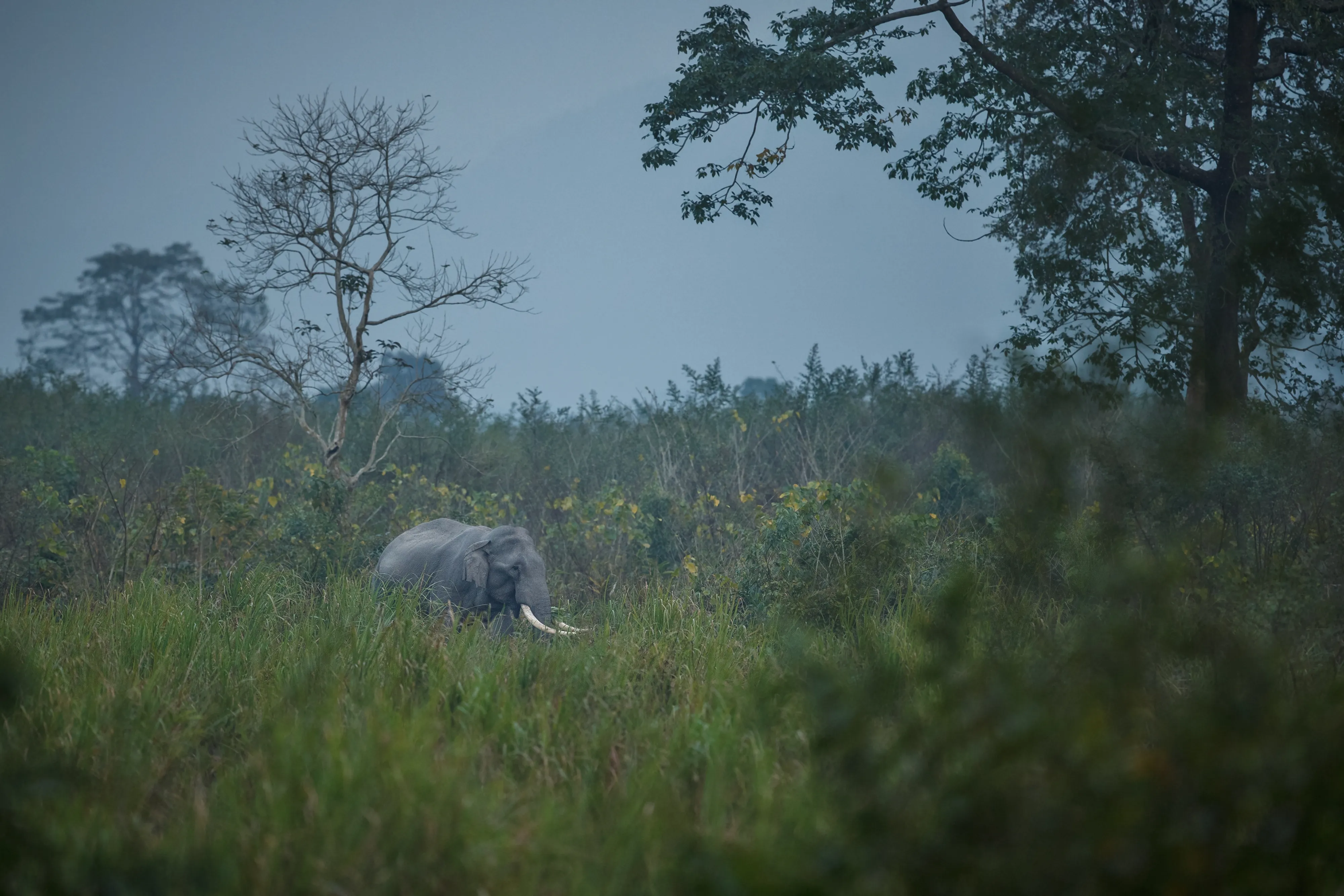 Chinnar Wildlife Sanctuary