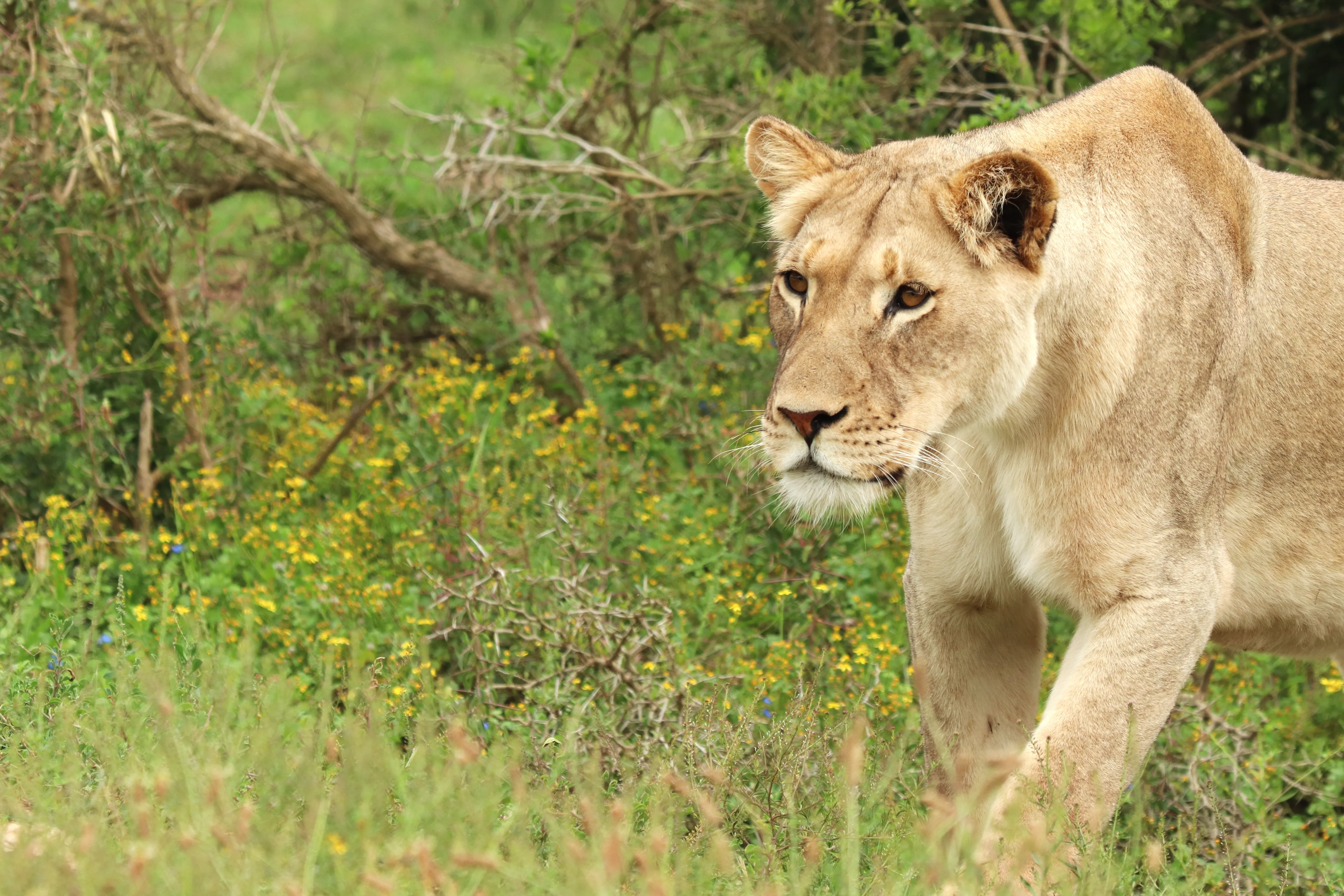 Lion Safari Wildlife Park