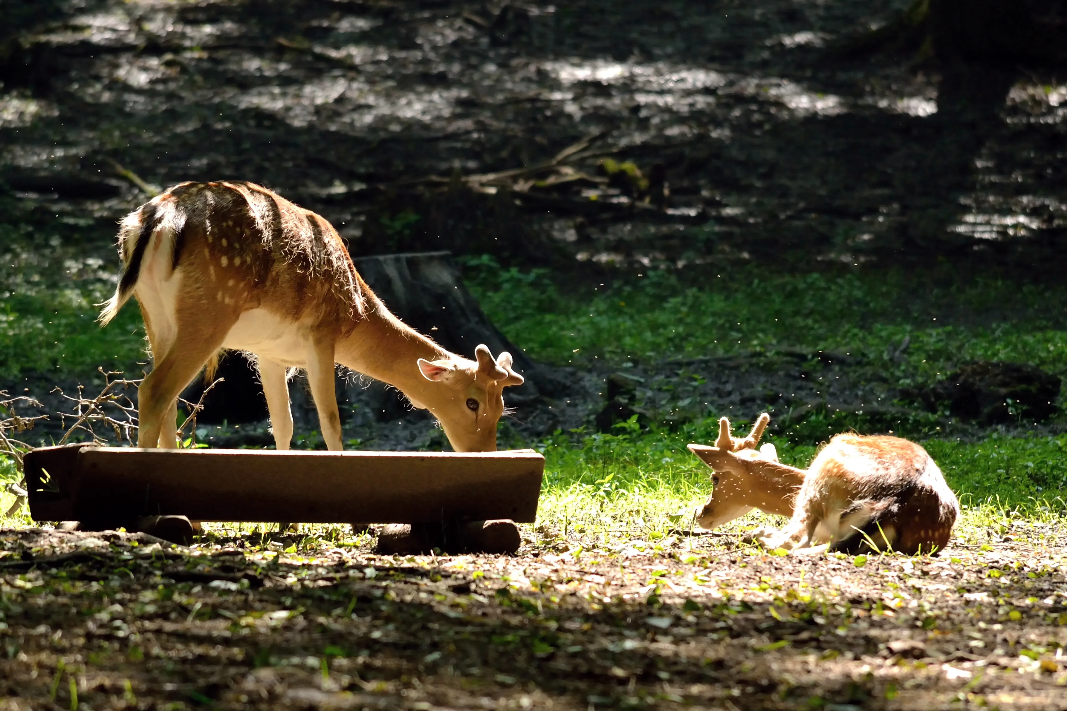 Arignar Anna Zoological Park