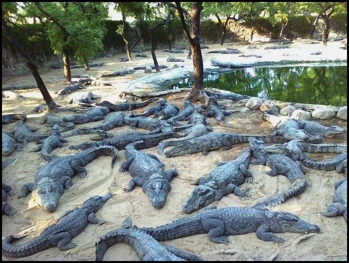 The Madras Crocodile Bank Trust And Centre For Herpetology