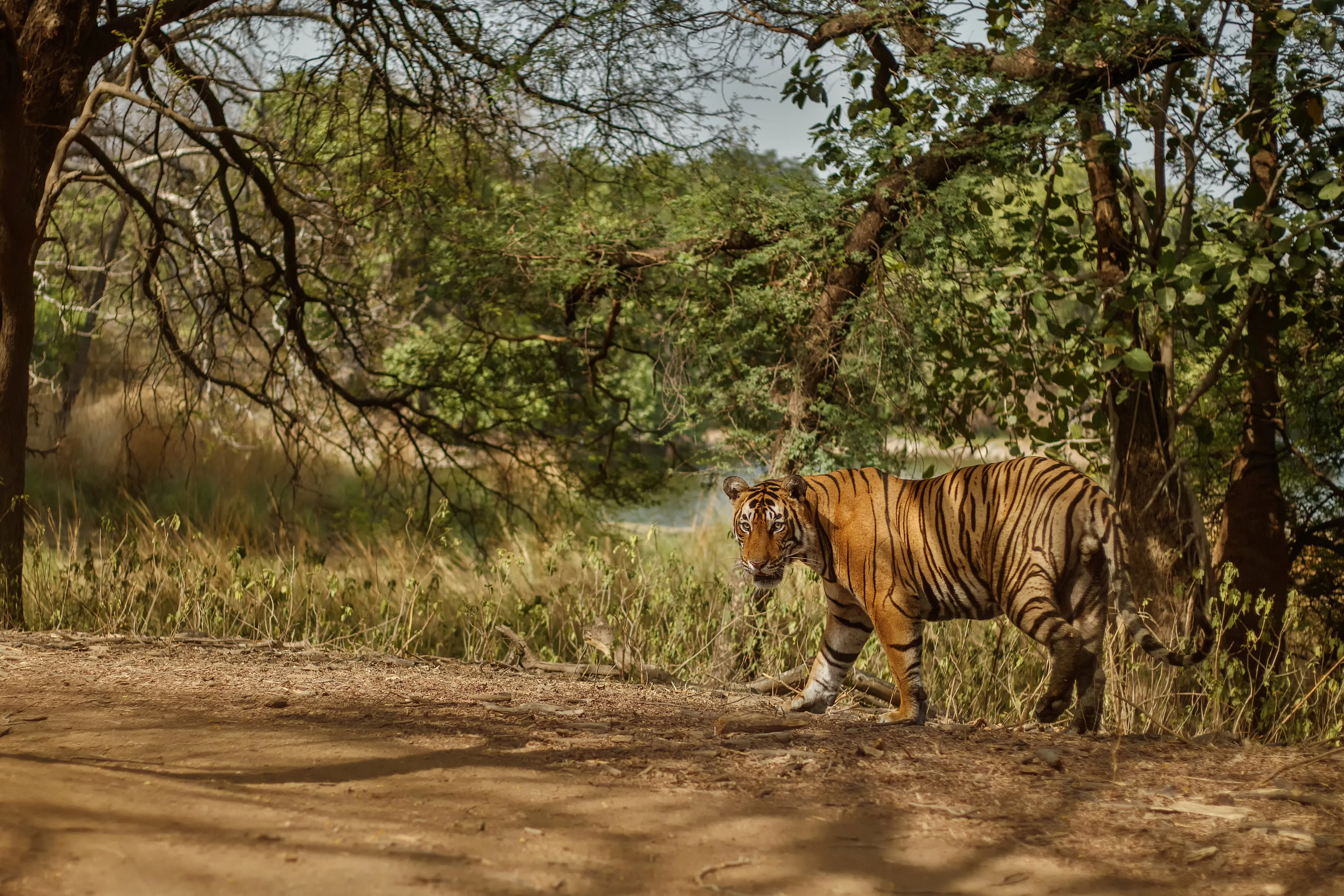 Jungle Safari