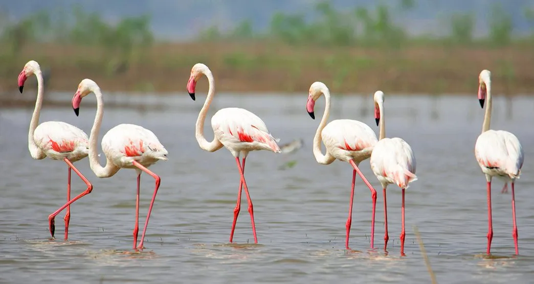Nandur Madhyameshwar Wildlife Sanctuary