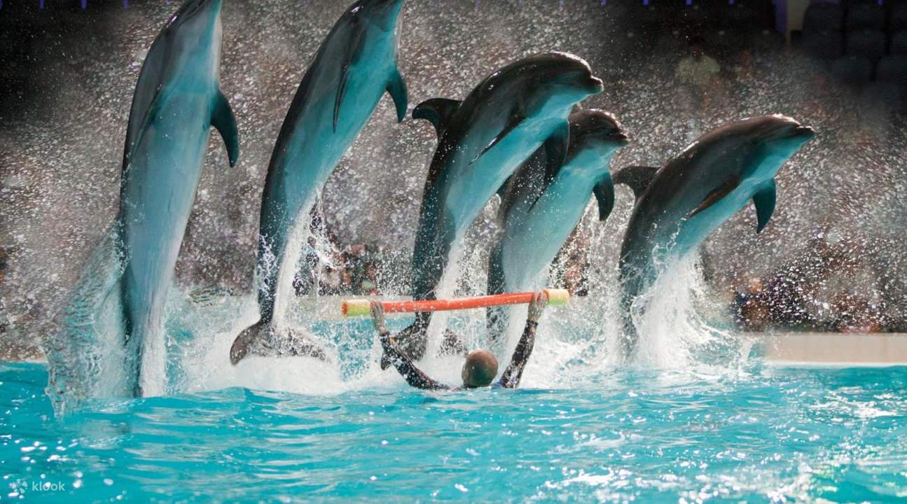 Dubai Dolphinarium in Dubai