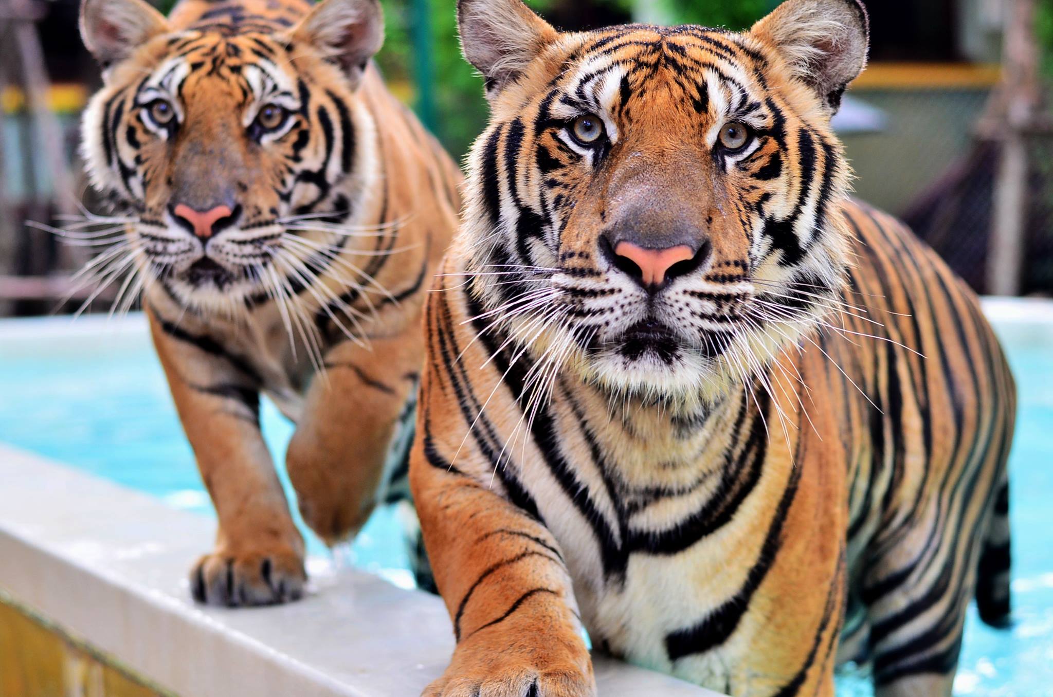 Tiger Kingdom in Thailand
