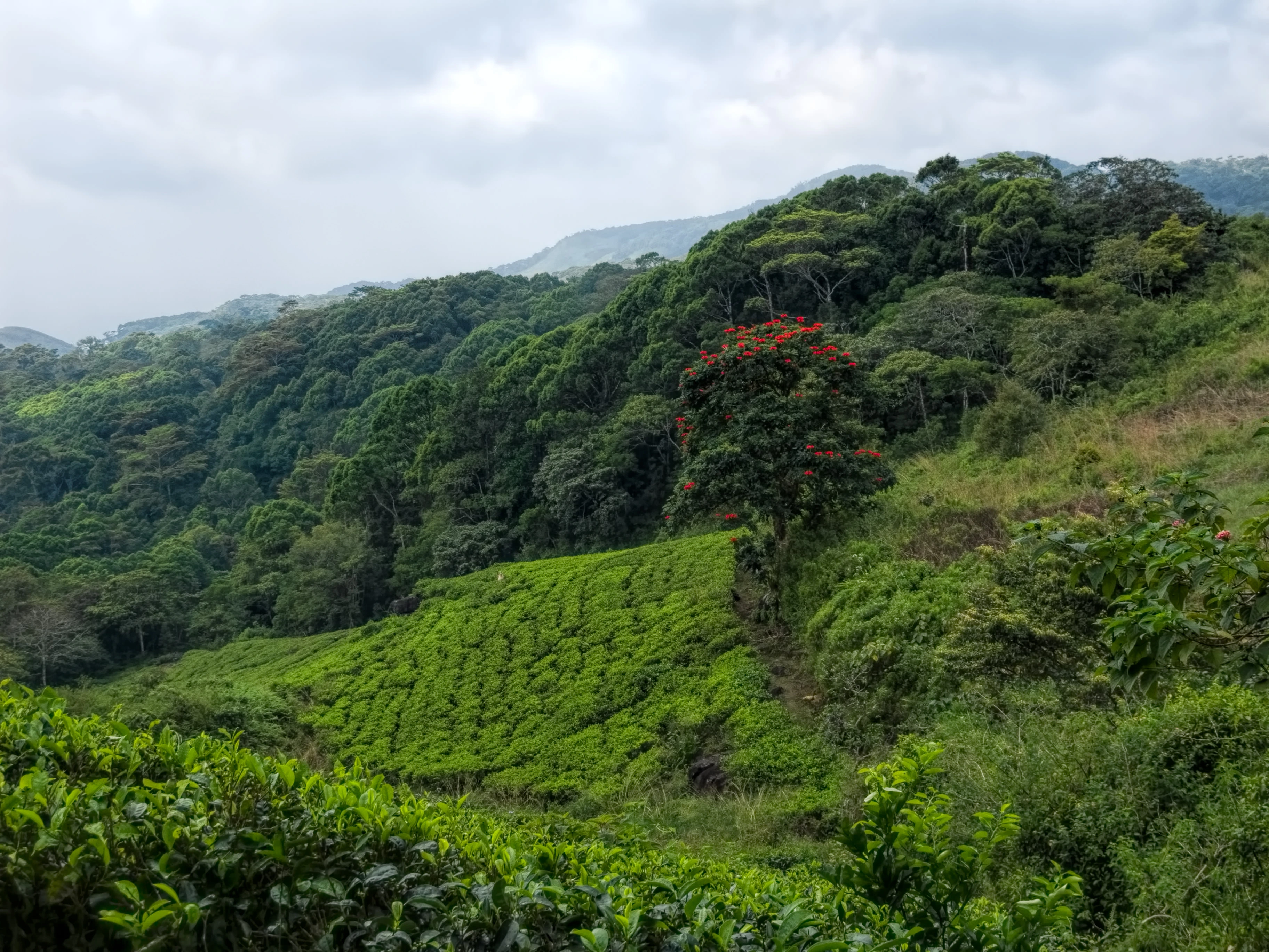 Sinharaja Forest Reserve in Sri Lanka