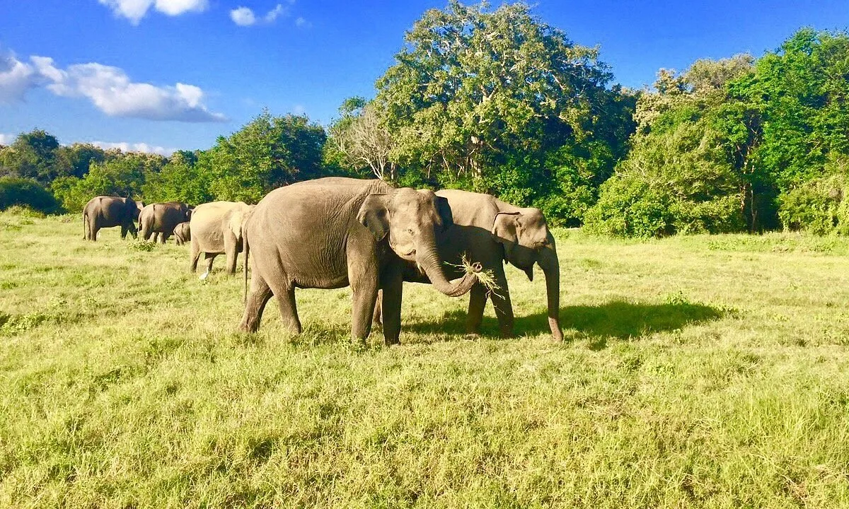 Kaudulla national park in Sri Lanka