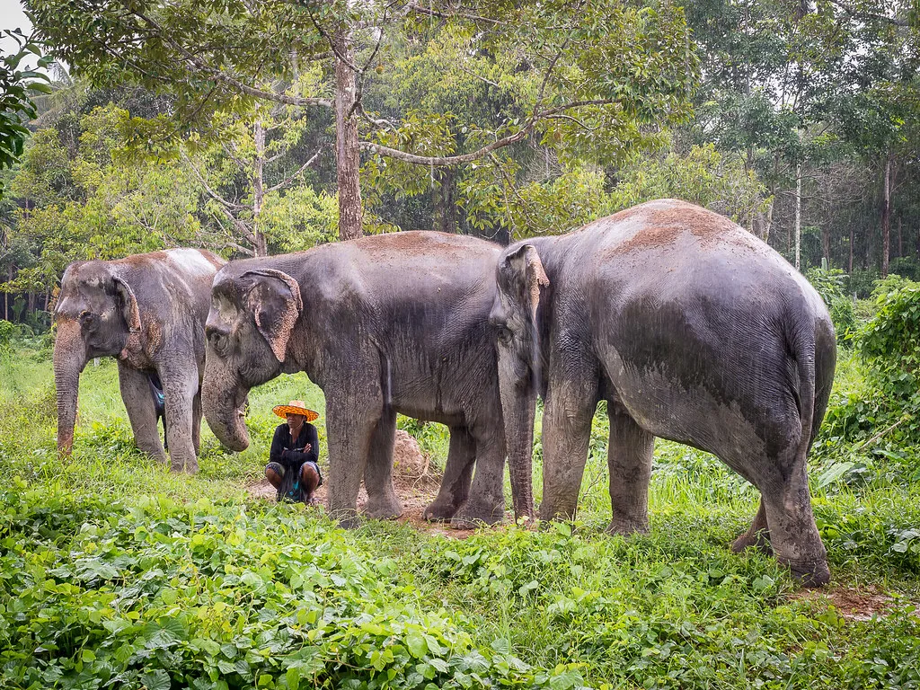 Phuket Elephant Care in Thailand
