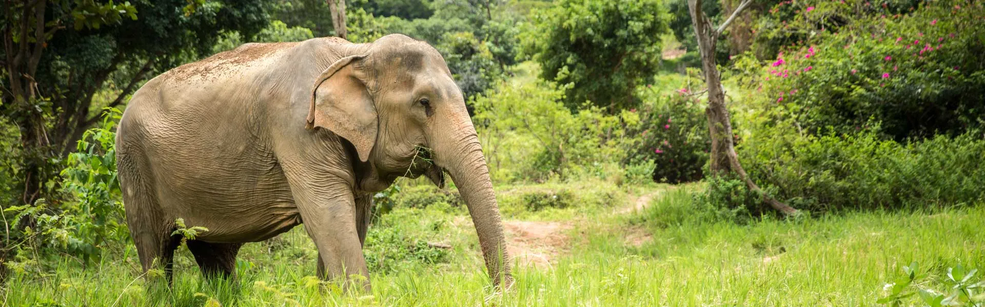 Samui Elephant Sanctuary in Thailand