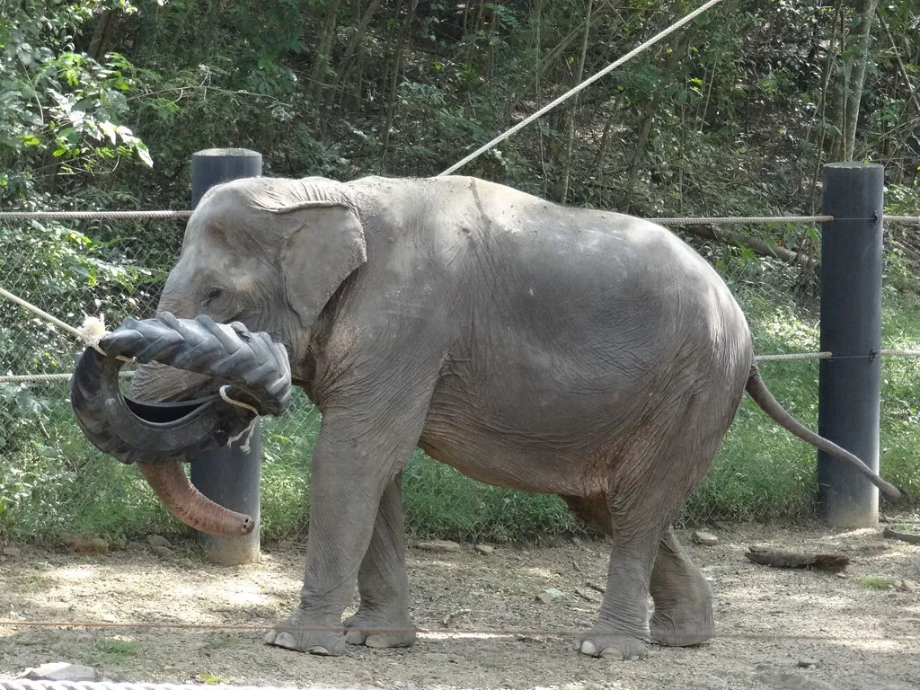 Wildlife Friends Foundation Thailand in Thailand
