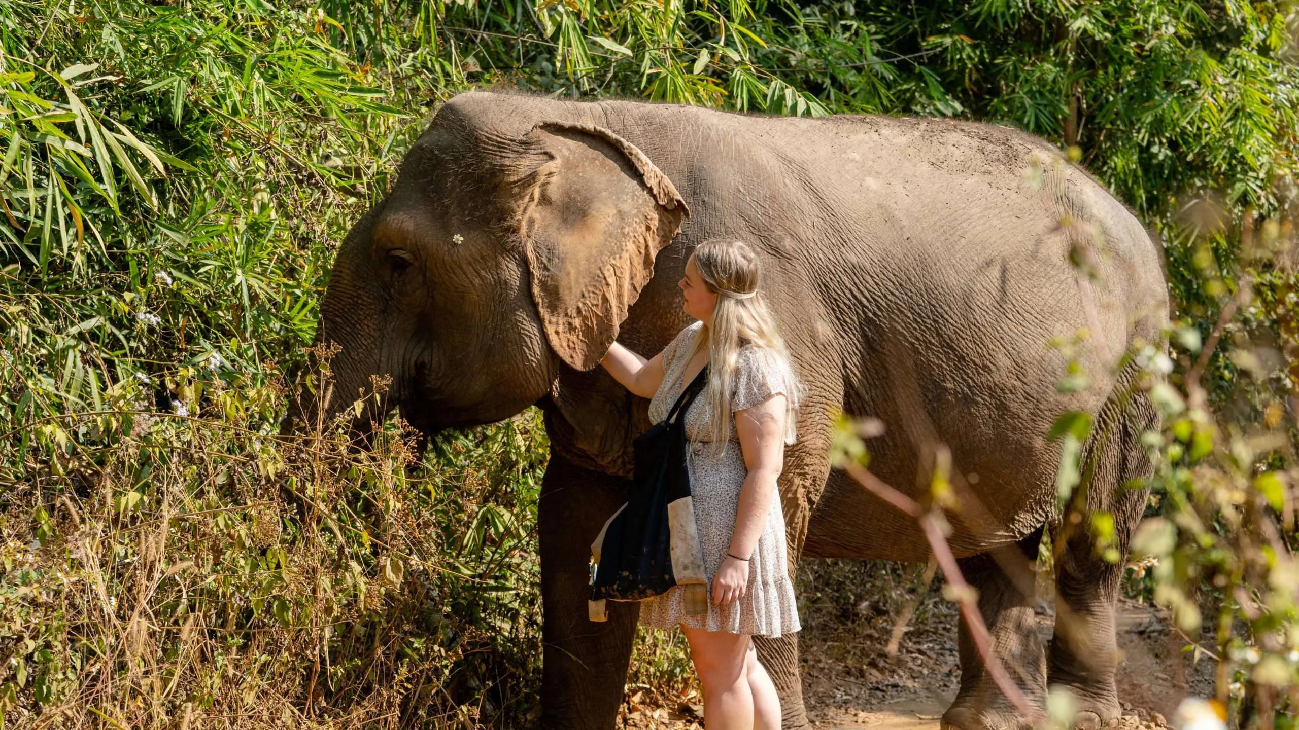 Elephant Sanctuary Care Park in Thailand