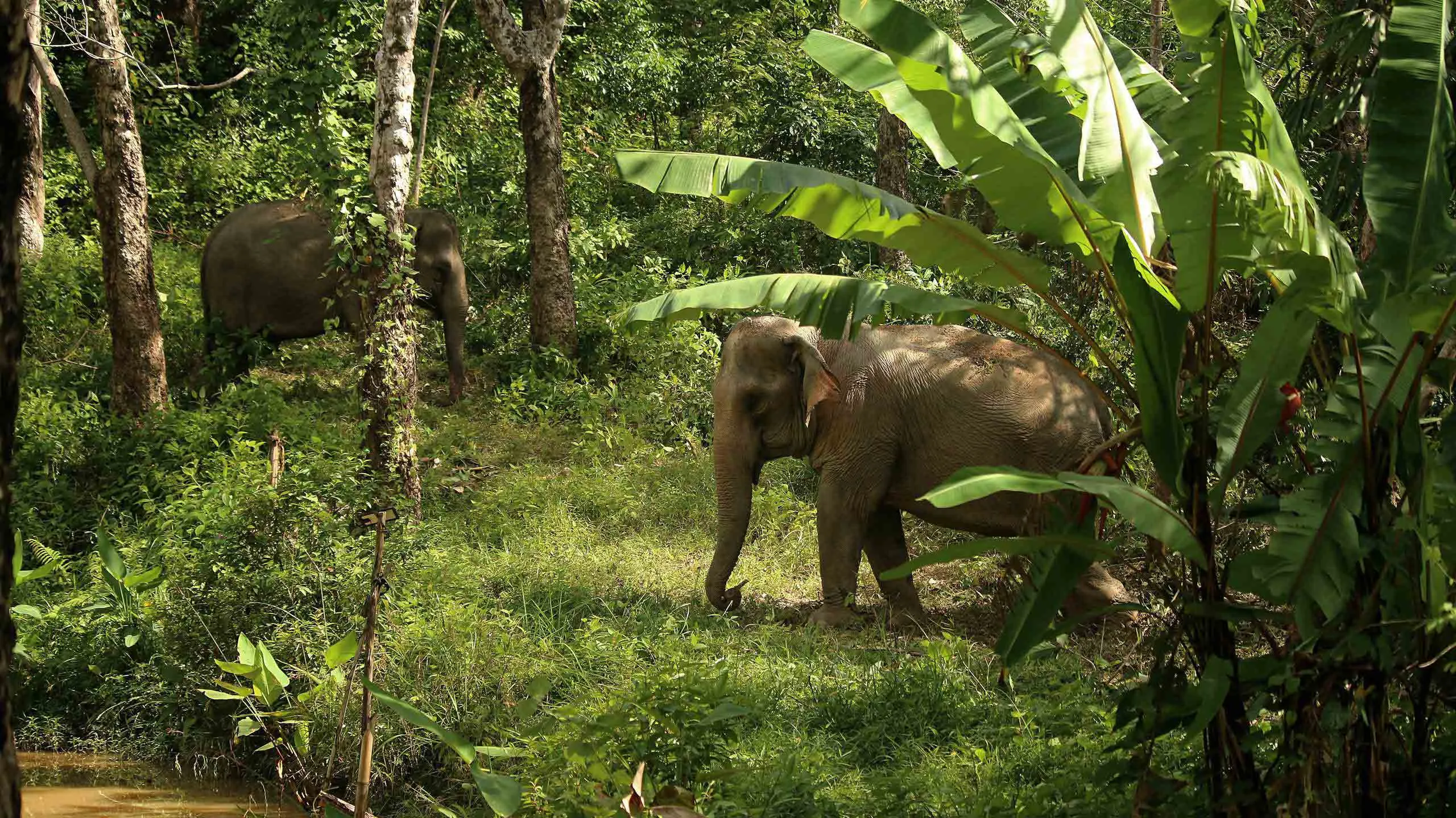 Hidden Forest Elephant Reserve in Thailand