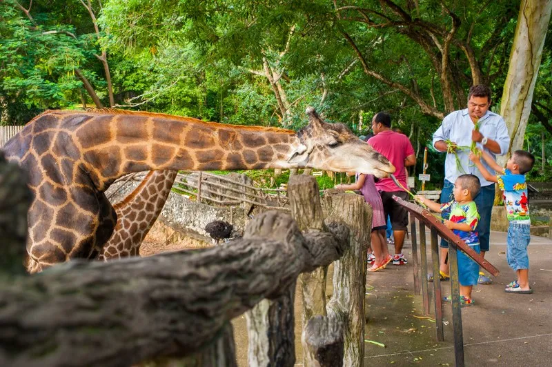 Khao Kheow Open Zoo in Thailand