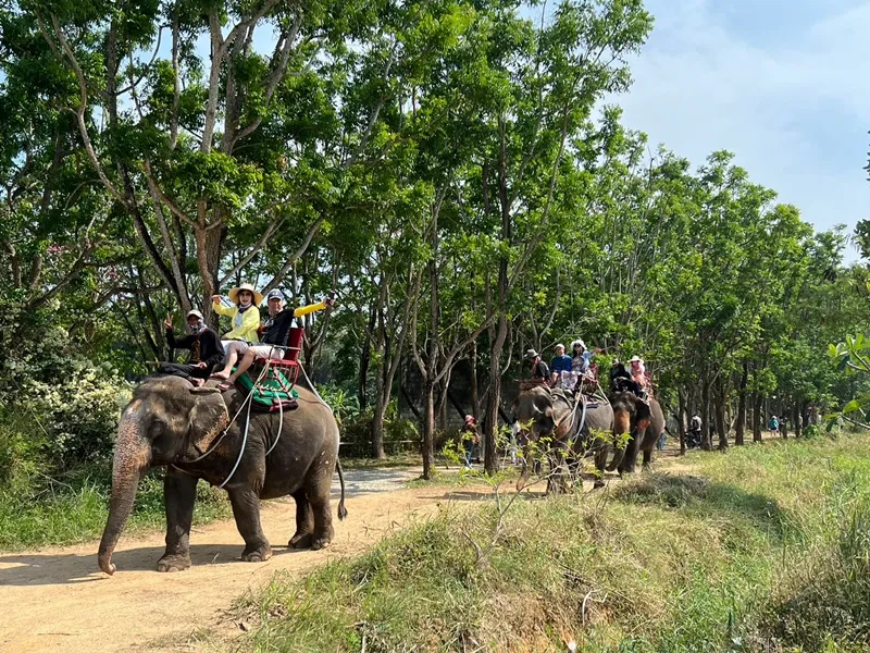 Seaview Elephant Camp in Thailand
