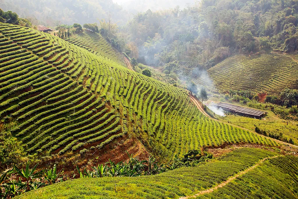 Doi Mae Salong in Thailand