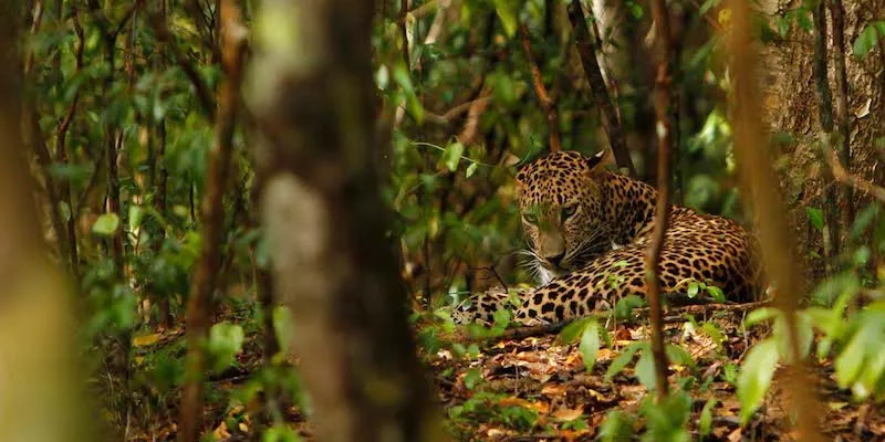 Jhalana Leopard Safari in Jaipur