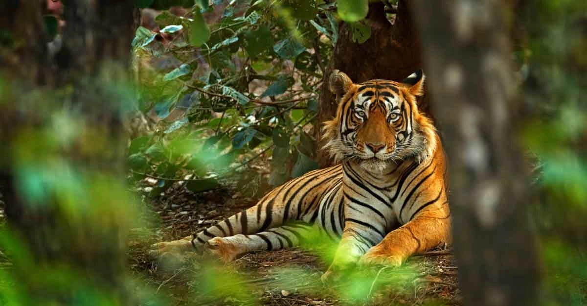 12 Days Classic North India with Taj Tiger Tour