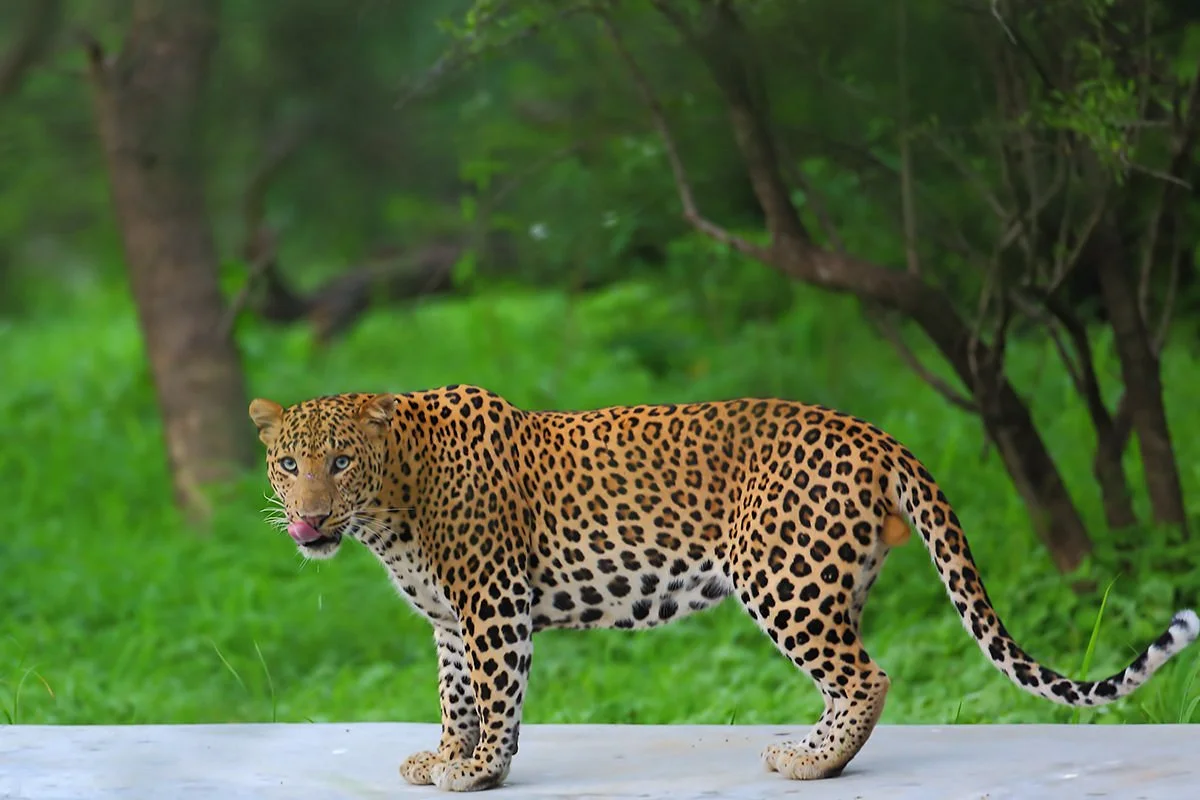 6 days Golden triangle tour with Jhalana leopard Safari from Delhi