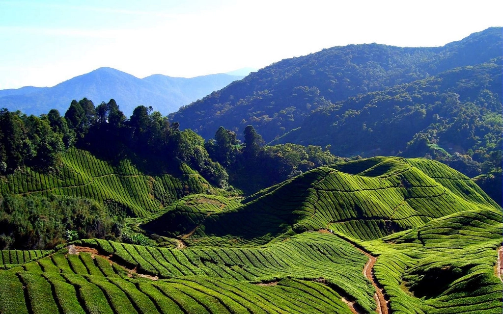 3 Nights - 4 Days Tour to Wayanad & Mysore