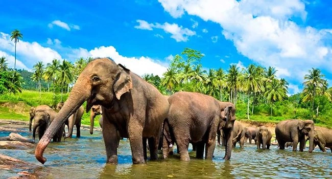 Amazing Sri Lanka Tour 9 Nights 10 Day