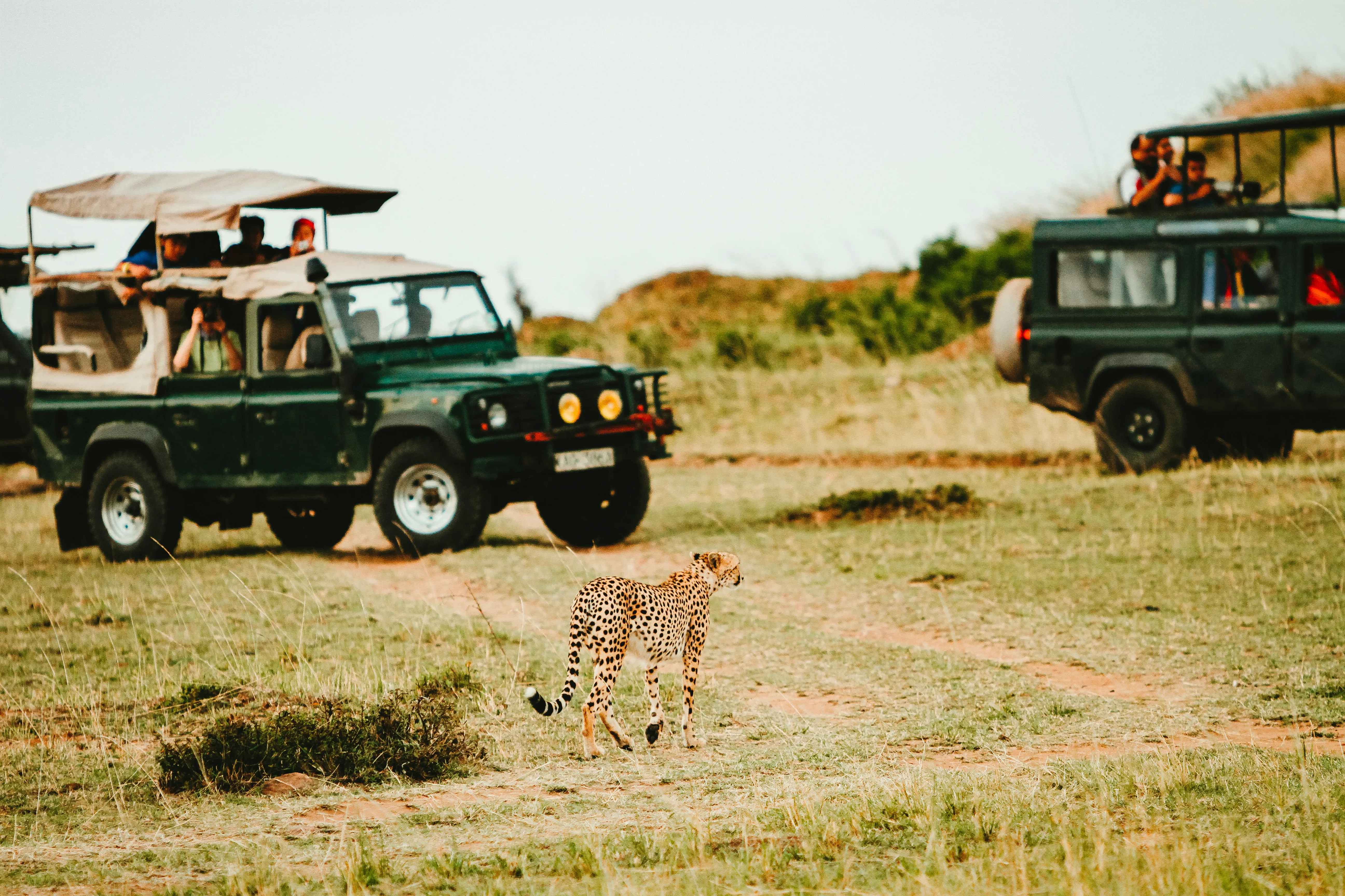 5 Nights 6 Days Golden Triangle with Ranthambore tour