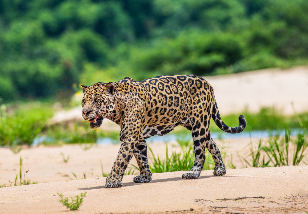 6 days Golden triangle tour with Jhalana leopard Safari from Delhi