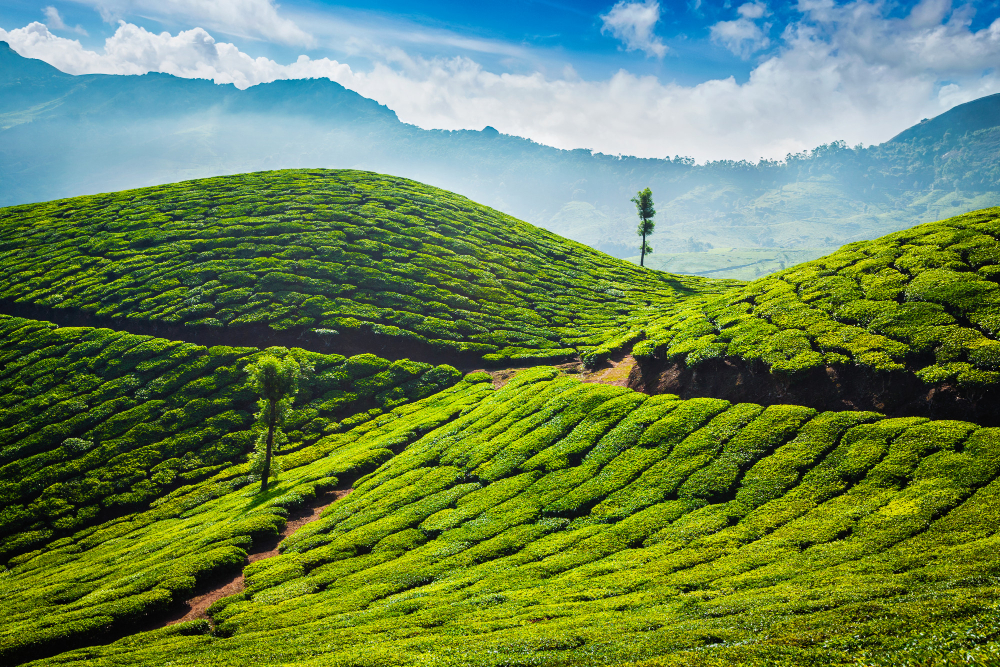 12 Days - Private Golden Triangle with Kerala backwater Tour from Delhi
