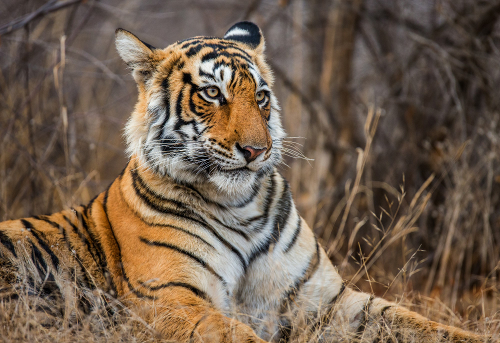 8 Days India’s Golden Triangle with Ranthambore  Group Tour