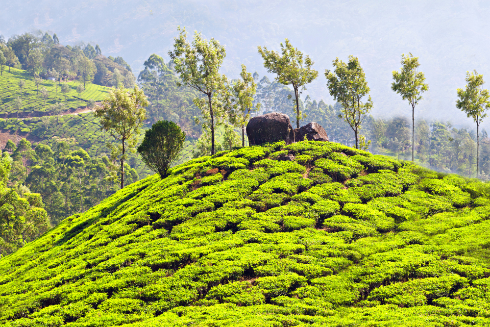 9 Nights 10 Days Tour to Kerala