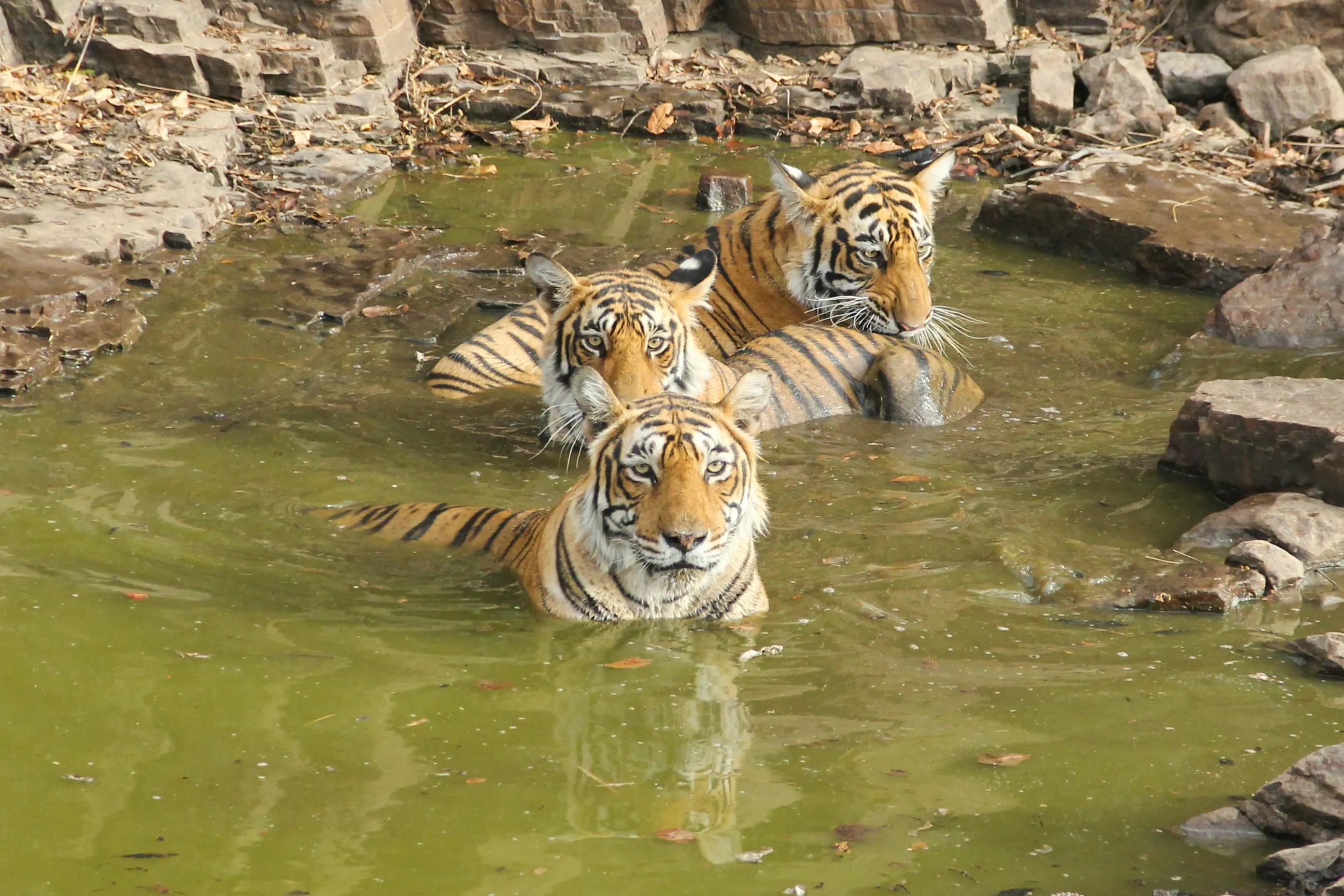 5 Nights 6 Days Golden Triangle with Ranthambore tour