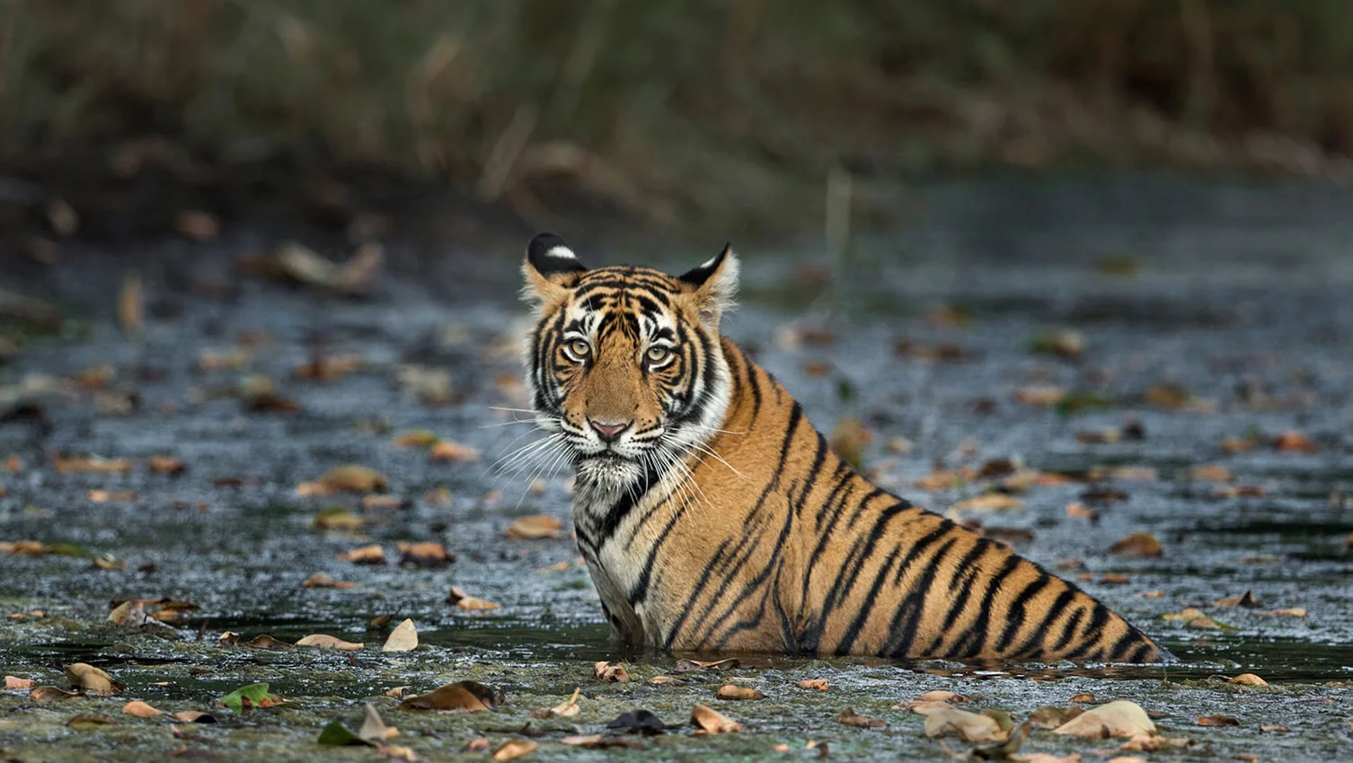 Ranthambore Tourism 